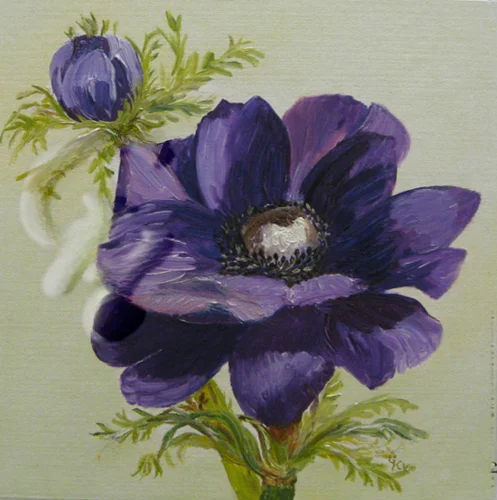 Anemone- lila