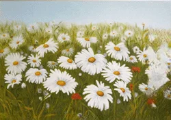 Bunte Margeritenwiese