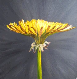 Butterblume