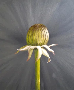 Butterblumenknospe