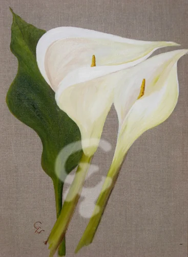 Callas- Paar