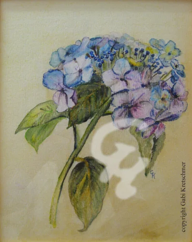 Hortensie