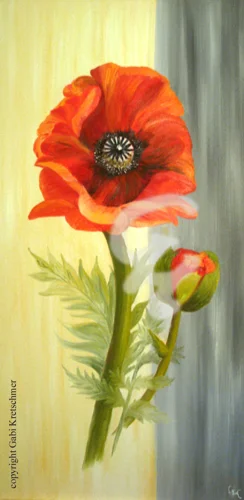 Mohn auf Farbspiel