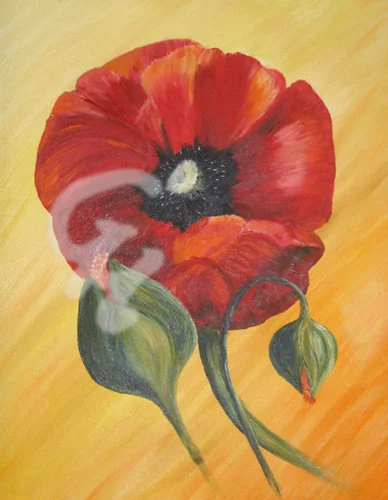 Mohnblume mit Knospe