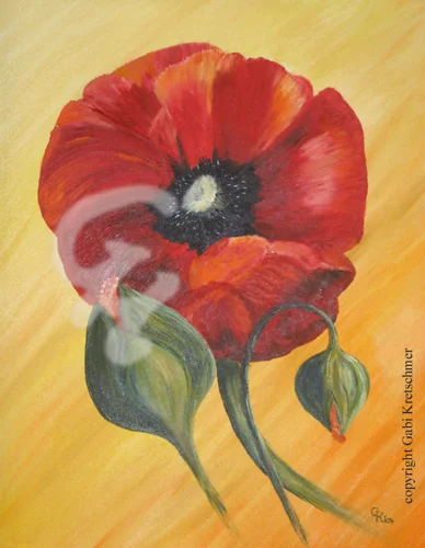 Mohnblume mit Knospe