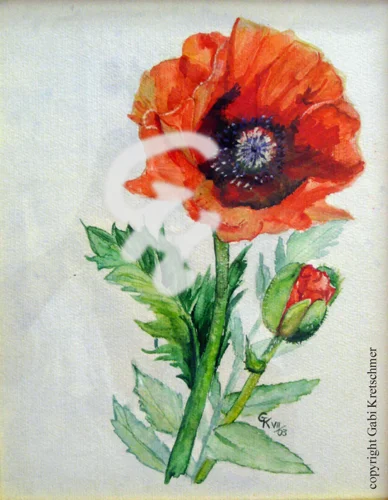 Mohnblume