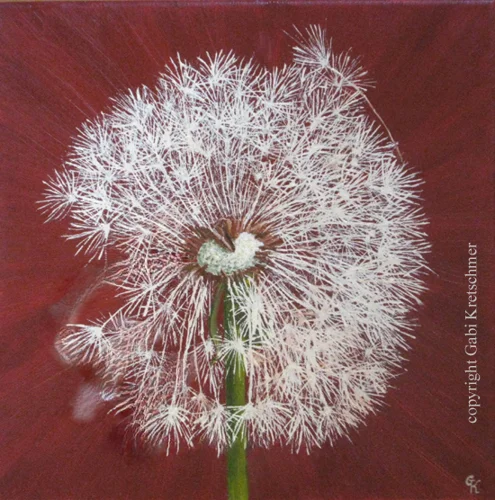 Pusteblume rot 1