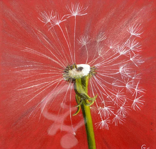 Pusteblume rot 2