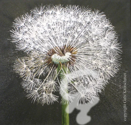 Pustewind 1 (voll)