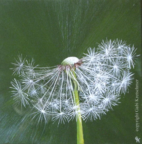 Pusteblume dunkelgrün