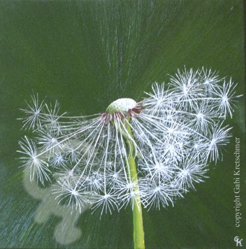 Pusteblume dunkelgrün