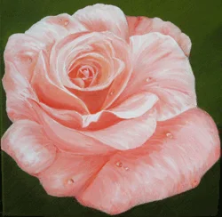 Rose rosa