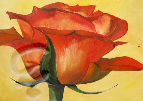 Rote Rose