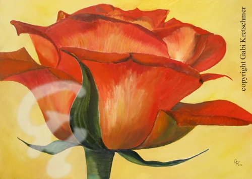 Rote Rose