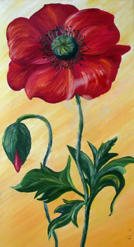Roter Mohn