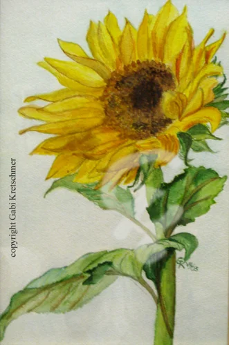 Sonnenblume