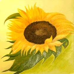Sonnenschein