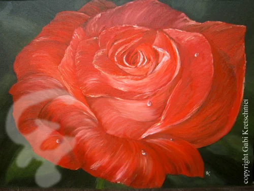 Teufelsrose