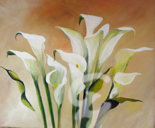 White Callas