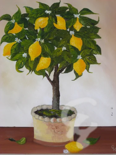 Zitronenbäumchen